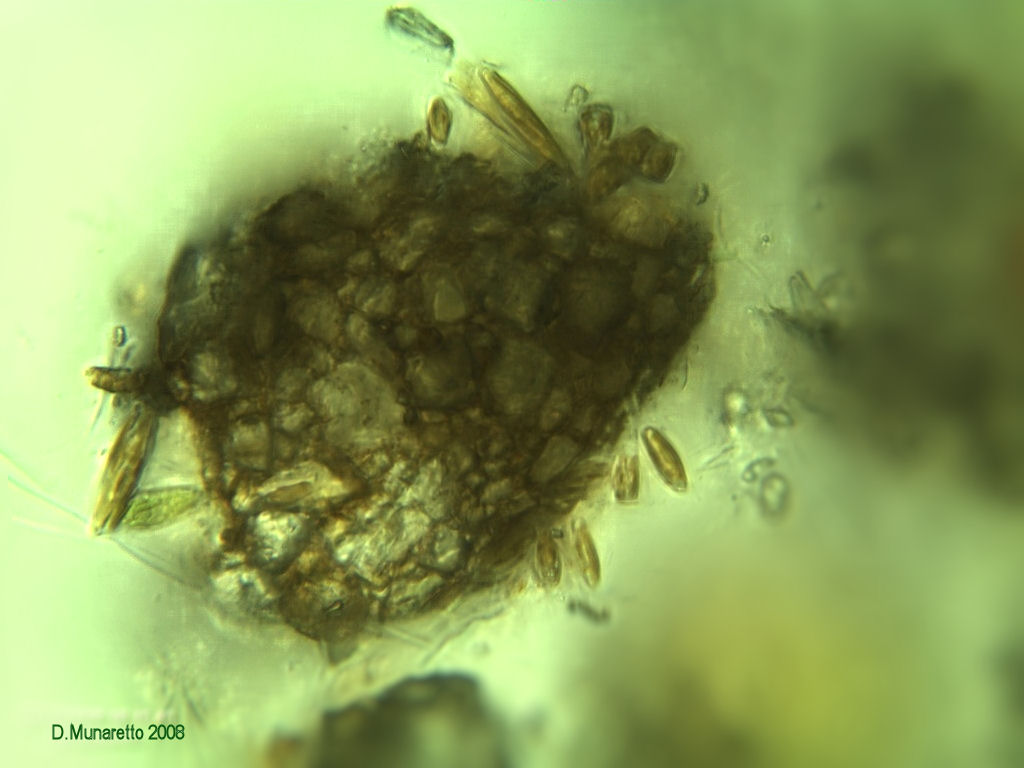 ...TECAMBA...con diatomee...